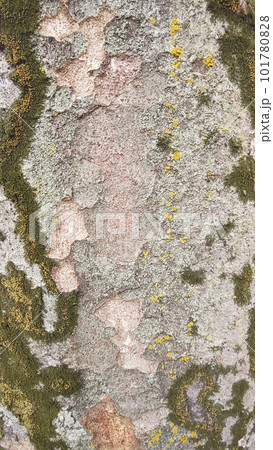 苔むしたケヤキの樹幹 101780828