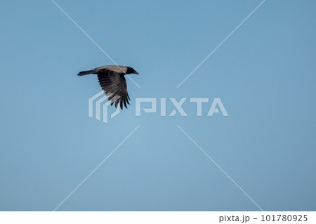 Hooded crow flies in blue sky Hooded crow flies in blue sky 101780925
