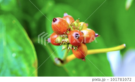 真っ赤に色づいたハナミズキの実と緑の葉 101781072
