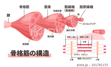 筋肉の構造のイラスト 101781155