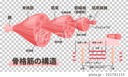 肌肉結構圖 101781155