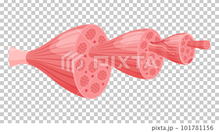 illustration of muscle structure illustration of muscle structure 101781156