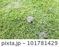植物 工場 プランツ 101781429
