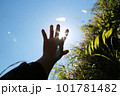 手 両手 手の上 101781482