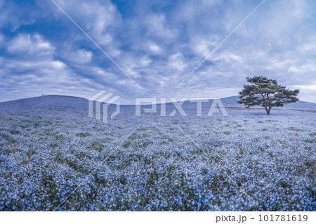 Blue carpet 101781619