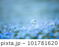 ネモフィラ 101781620