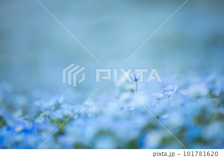 ネモフィラ 101781620