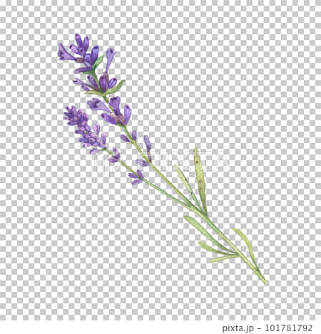 Lavender branch with purple flowers on a white background. Watercolor illustration of Provencal flowers. French style. Collection Provencal bouquet. Suitable for invitations, weddings, holidays. 101781792