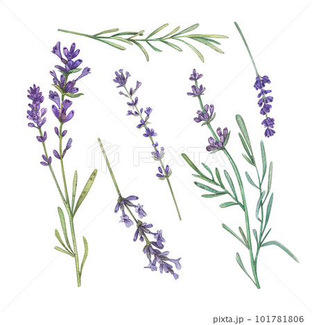 Set Lavender branch with purple flowers on a white background. Watercolor illustration of flowers, herbs. French style. Collection Provencal bouquet. Suitable for design, invitation, wedding, holiday. 101781806
