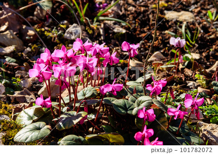 Pink cyclamen flowers in the garden 101782072