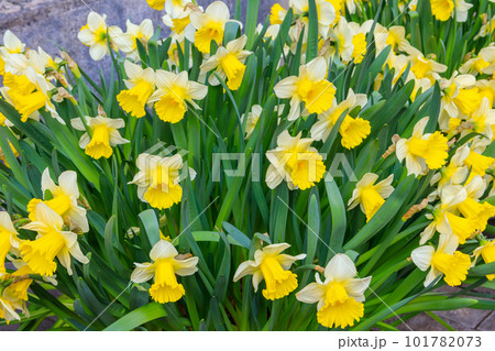 Daffodil flowers in a garden. Beautiful narcissus on flowerbed 101782073
