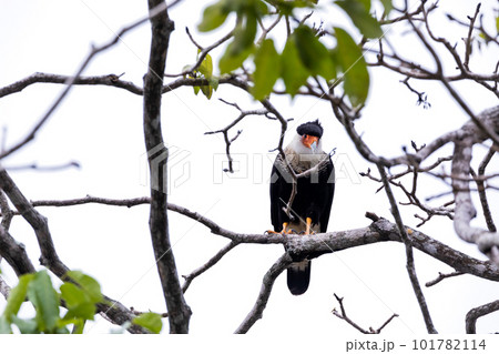 Exotic bird in the Patagonia Argentina 101782114