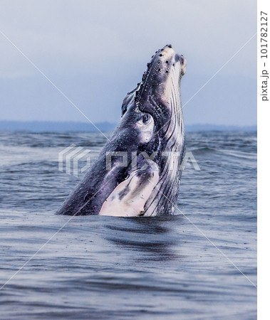 Humpback whales swimming in Costa Rica 101782127