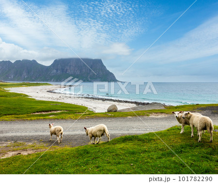 Summer Haukland beach and sheep flock, Norway, Lofoten Summer Haukland beach and sheep flock, Norway, Lofoten 101782290