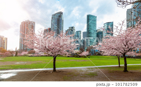 Cherry Blossom in Downtown Vancouver, British Columbia, Canada Cherry Blossom in Downtown Vancouver, British Columbia, Canada 101782509