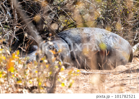 Hippooptamus hiding in the bushes Hippooptamus hiding in the bushes 101782521