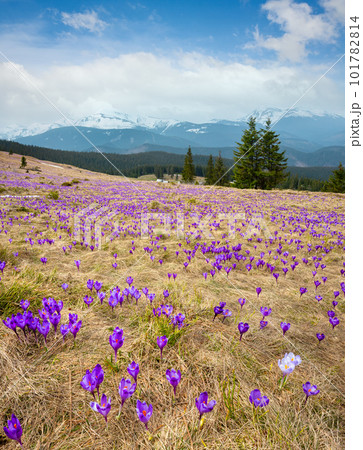 Purple Crocus flowers on spring mountain 101782814
