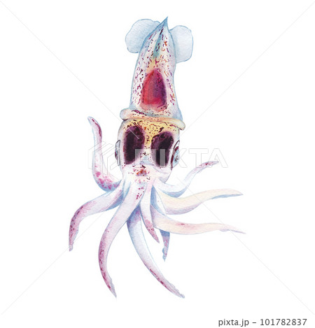 Watercolor illustration squid on a white background. Suitable for postcards, gift paper. Hand drawn 101782837