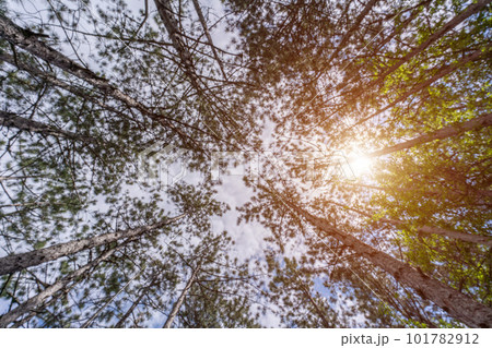 With a view from the bottom of the tree canopy, a photograph showcases the peaceful and calming atmosphere of a forest, inviting viewers to immerse themselves in nature. 101782912