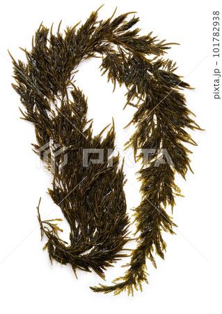 アカモク アカモク 101782938