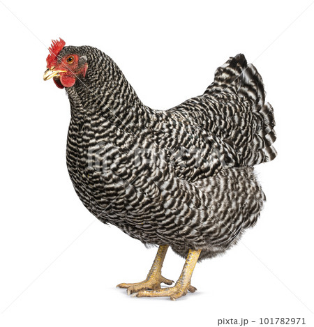 Amrock hen on white background Amrock hen on white background 101782971