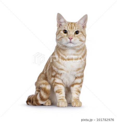 European Shorthair cat on white background 101782976