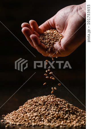Male hand pours a handful of barley malt on the table. Male hand pours a handful of barley malt on the table. 101783655