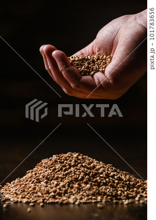 A handful of barley malt on a black background. 101783656