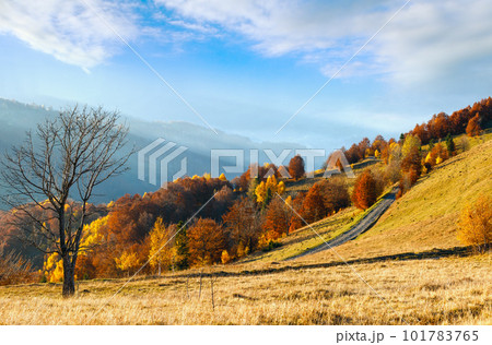 Rural road and golden autumn in mountain. 101783765