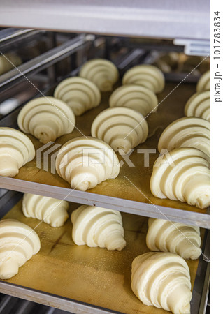 Proofed croissants on baking sheet Proofed croissants on baking sheet 101783834