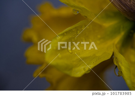 Daffodil flower in the spring garden 101783985