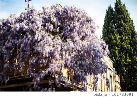 Traditional georgian wooden balcony covered with blooming wisteria Traditional georgian wooden balcony covered with blooming wisteria 101783991