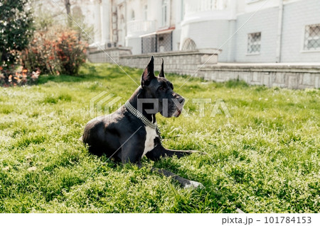 A black Great Dane is sitting in the city, posing in front of the camera with a serious look. 101784153