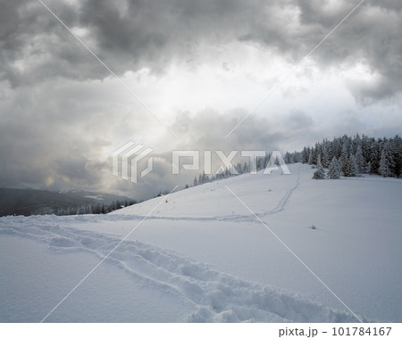 Winter evening overcast mountain landscape with fir trees and hiking tracks on slope, Kukol Mount, Carpathian Mountains, Ukraine. 101784167