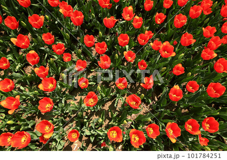 赤い花を咲かせたチューリップ畑の俯瞰写真 赤い花を咲かせたチューリップ畑の俯瞰写真 101784251