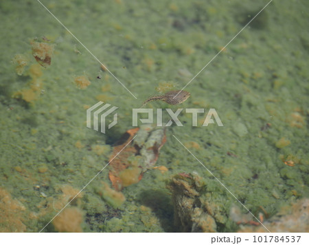 公園の池に住むメダカやオタマジャクシの生物たち 101784537