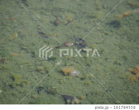 公園の池に住むメダカやオタマジャクシの生物たち 101784558