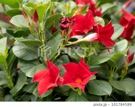 マンデヒラ マンデヒラ 101784589