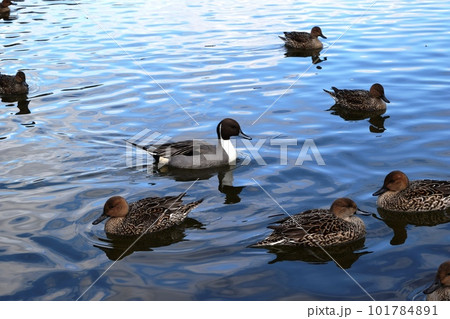 池で泳ぐオナガガモ 101784891