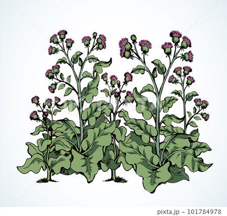 Big blooming burdock. Vector drawing 101784978