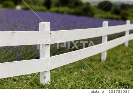 lavender field surrounded by a white wooden fence ,Provence, Beautiful image of lavender field.Lavender flower field, image for natural background.Very nice view of the lavender fields. 101785082