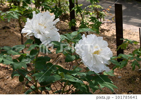 ボタンの花 ボタンの花 101785641