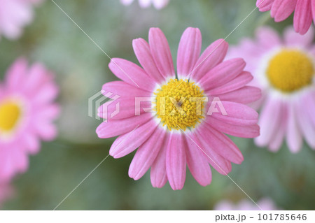 マーガレット 101785646