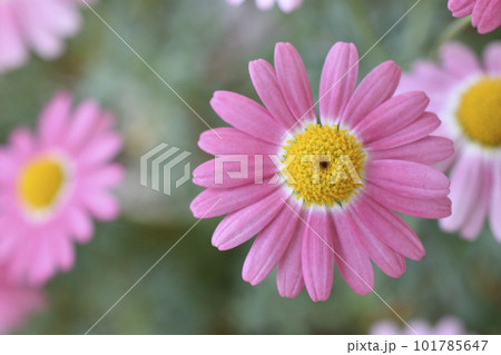 マーガレット 101785647