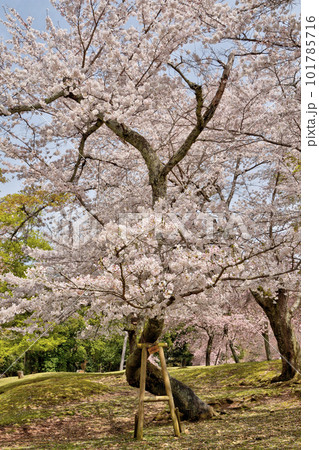 奈良の桜 奈良の桜 101785716