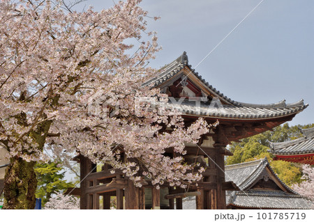 桜と鐘楼 桜と鐘楼 101785719