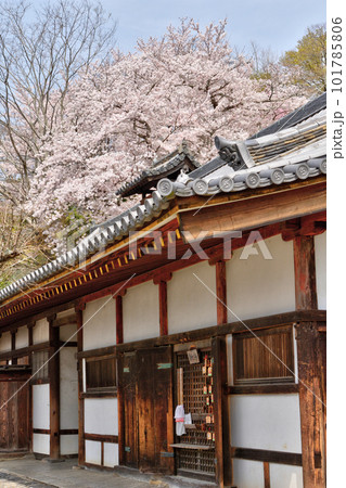 二月堂の桜 二月堂の桜 101785806