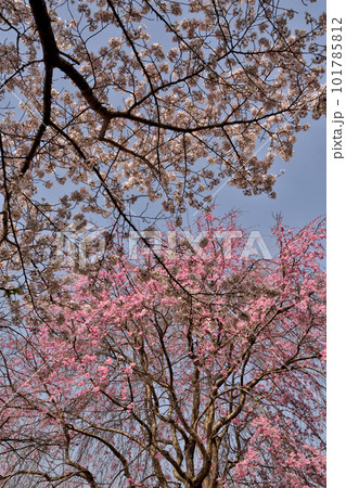 奈良の桜 101785812