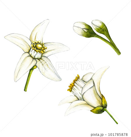 Watercolor botanical illlustration of lemon tree branch with flowers on white background for design. Clipart objects for design and decoration, package, cards Watercolor botanical illlustration of lemon tree branch with flowers on white background for design. Clipart objects for design and decoration, package, cards 101785878