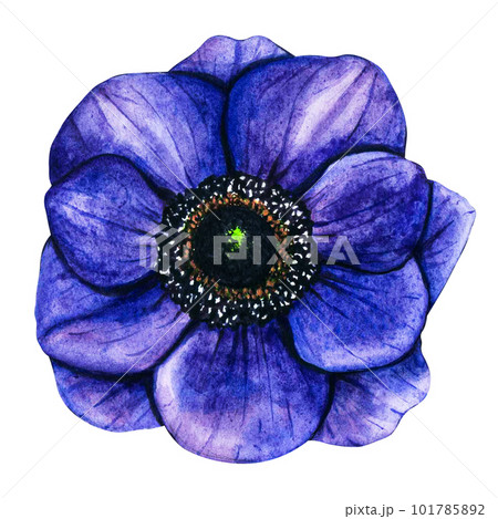 Hand drawn watercolor flowers violet anemone on white background. Spring floral botanical illustration isolated for greeting cards, wedding invitation, birthday and mothers day cards. 101785892